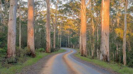 Fototapeta premium Winding road through tall eucalyptus trees at sunset.