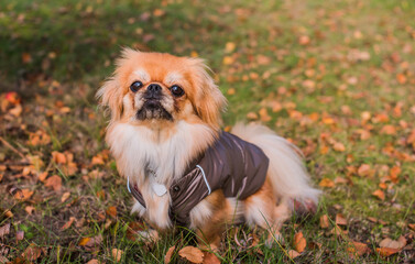 Clothing for pets. Nice little golden fluffy dog in jacket for cold weather
