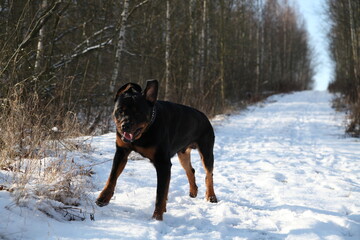 Ein Rottweiler spielt im kalten Winter im Schnee