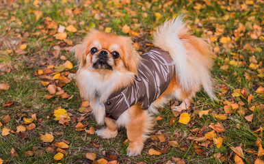 Obraz premium Clothing for pets. Nice little golden fluffy dog in jacket for cold weather