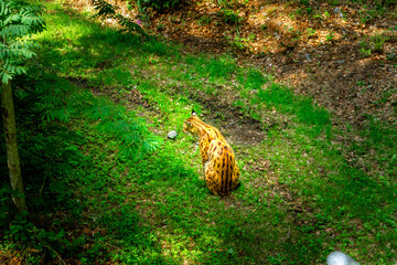  Lynx in an Enclosure in the Bavarian Forests Germany