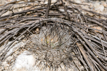 Turbinicarpus mandragora ssp. booleanus