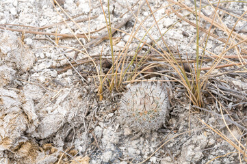 Turbinicarpus mandragora ssp. booleanus