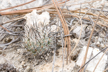 Turbinicarpus mandragora ssp. booleanus