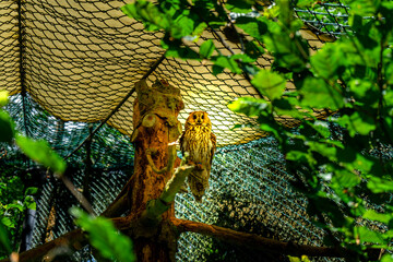 Owl in an Enclosure in the Bavarian Forests Germany