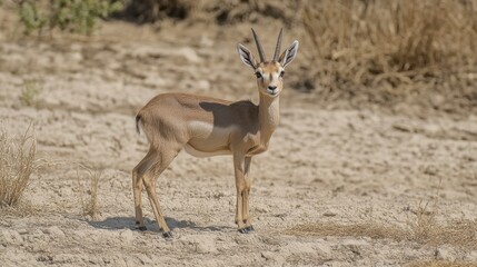 Antelope in Dry Arid Landscape Seeking Food and Water