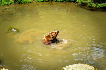 Brown Bears bathing in a Pond in the Bavarian Forests Germany