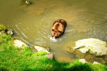 Brown Bears bathing in a Pond in the Bavarian Forests Germany