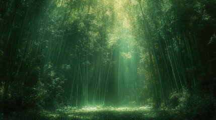 Obraz premium Sunlit Path Through Lush Green Bamboo Forest