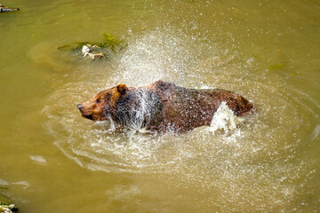 Brown Bears bathing in a Pond in the Bavarian Forests Germany