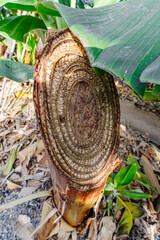 Cross Section of Banana Tree Stump Showing Concentric Circles of Growth on a Plantation