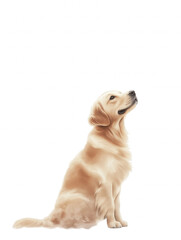 A golden retriever is sitting on a white background