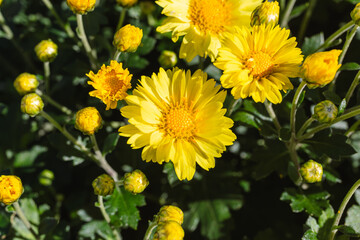 あかぼり小菊の里　小菊　こぎく　コギク