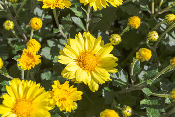 あかぼり小菊の里　小菊　こぎく　コギク