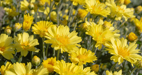 あかぼり小菊の里　小菊　こぎく　コギク