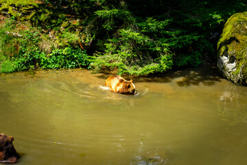 Brown Bears bathing in a Pond in the Bavarian Forests Germany