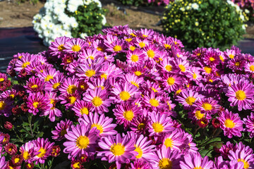 あかぼり小菊の里　小菊　こぎく　コギク