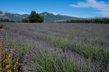 Fototapeta premium Purple blossom of lavender or lavandine plants near Sisteron, Franse departement Alpes-de-Haute-Provence, in summer