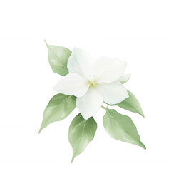 A white flower with green leaves