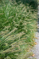 Pennisetum alopecuroides - garden decoration plant Fountain Grass