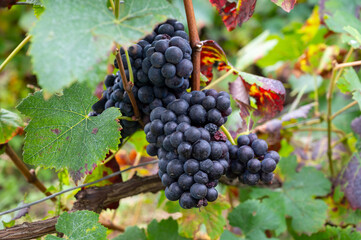 Ripe clusters of pinot noir grapes at autuimn on grand cru champagne vineyards during harvest  time in villages Ambonnay and Bouzy, Champange, France