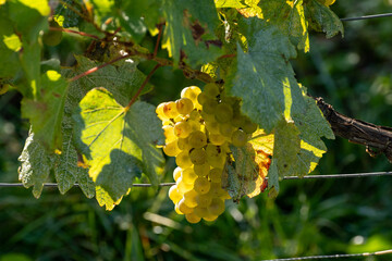 Harvest on grand cru Champagne vineyards, rows of chardonnay white wine grapes plants in Montagne de Reims near Verzy and Verzenay, Champagne, France in September