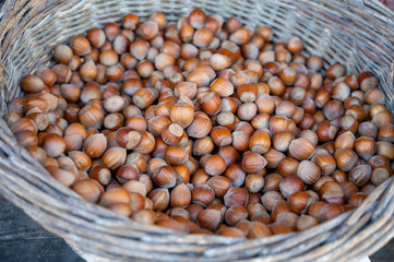 Wicker basket with collected hazelnuts, cultivation of AOP walnuts in Perigord, Dordogne, France