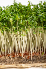 Healthy food, young sprouts plants of green cress grass salad herb ready for consumption