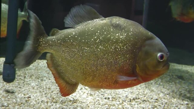 ピラニアピラヤ