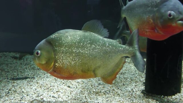 ピラニアピラヤ