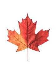 Obraz premium Vibrant red maple leaf isolated on a transparent background.
