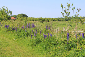 a path with lots of lupines in a forest with a green open field in springtime