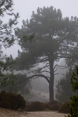 A tall pine tree stands amid a misty forest, with surrounding shrubs and sandy terrain. The fog creates a tranquil and mysterious atmosphere, highlighting the serene beauty of nature.