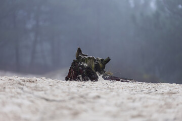 A moss-covered tree stump in a foggy forest, surrounded by sandy terrain. The atmospheric backdrop emphasizes solitude and the natural beauty of decay in a serene woodland setting.