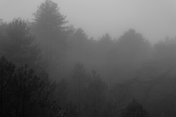 Fototapeta premium A misty forest in black and white. Tall trees fade into the fog, creating a moody, atmospheric, and mysterious scene, emphasizing depth and texture in a tranquil natural environment.