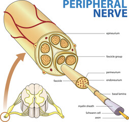 illustration of peripheral nerve diagram
