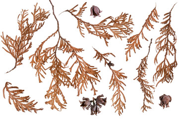 Dry brown branches thuja tree with cones set isolated on white background