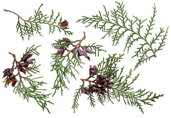 Green fresh branches thuja tree with cones set isolated on white background