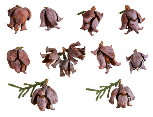 Old dry thuja tree cones set isolated on white background