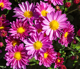 あかぼり小菊の里　小菊　こぎく　コギク