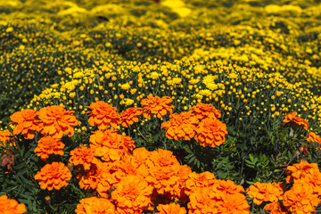 あかぼり小菊の里　小菊　こぎく　コギク