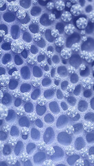 Close-up of a cellular pattern, illustrating the intricate beauty of biological textures in a macro scientific context, detailed, with white tones