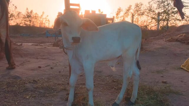 Indian Calf Tied to a Tree in Rural Setting, Beautiful Village Background,