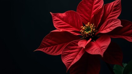 Obraz premium Vibrant red poinsettia flowers shining against a dark backdrop in winter's embrace