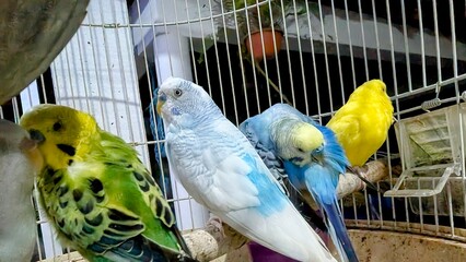 blue and yellow macaw in captivity 