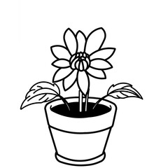plant in a pot