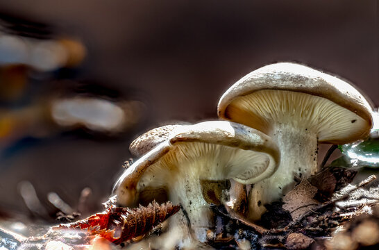 Clitocybe nebularis or Lepista nebularis,
