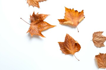 Various autumn leaves on white background