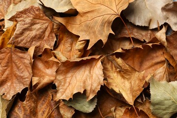 Various autumn leaves close up