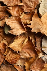 Various autumn leaves close up